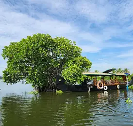 Vembanad lake cruise boat under tree